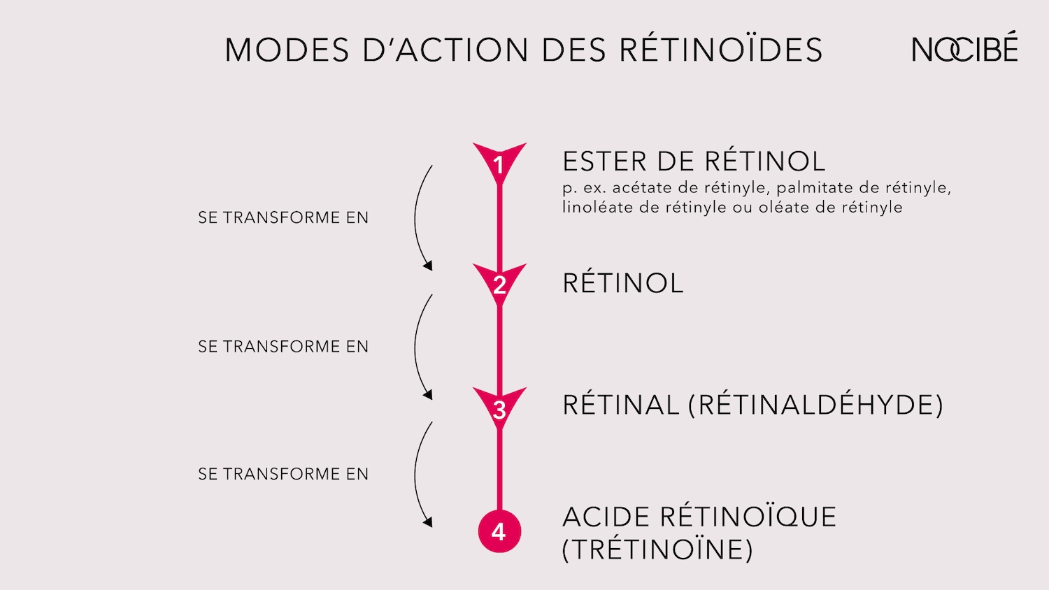 Schéma des modes d'action des rétinoïdes, montrant comment l'ester de rétinol se transforme en rétinol, puis en rétinal et enfin en acide rétinoïque.