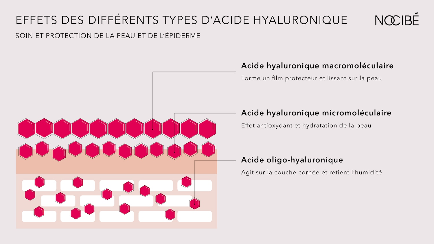 Schéma des effets des différents types d'acide hyaluronique pour le soin et la protection de la peau et de l'épiderme.