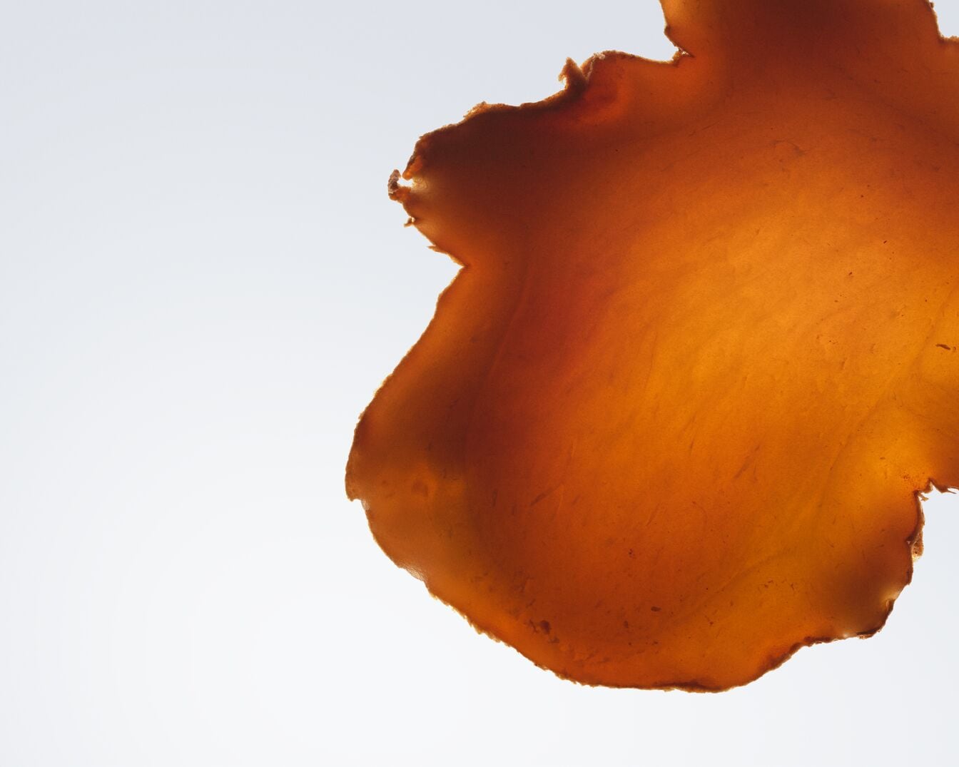 Ein Nahaufnahmebild zeigt ein orangefarbenes, unregelmäßig geformtes Stück Ginseg, das vor einem hellen, weißen Hintergrund schwebt und dessen Ränder leicht uneben sind.