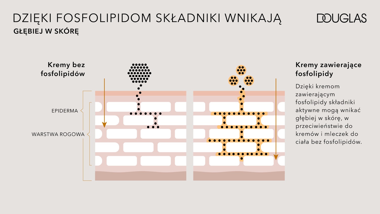Ilustracja przedstawia, jak składniki aktywne wnikają w skórę dzięki fosfolipidom, w porównaniu do kremów bez fosfolipidów, które nie wnikają tak głęboko.