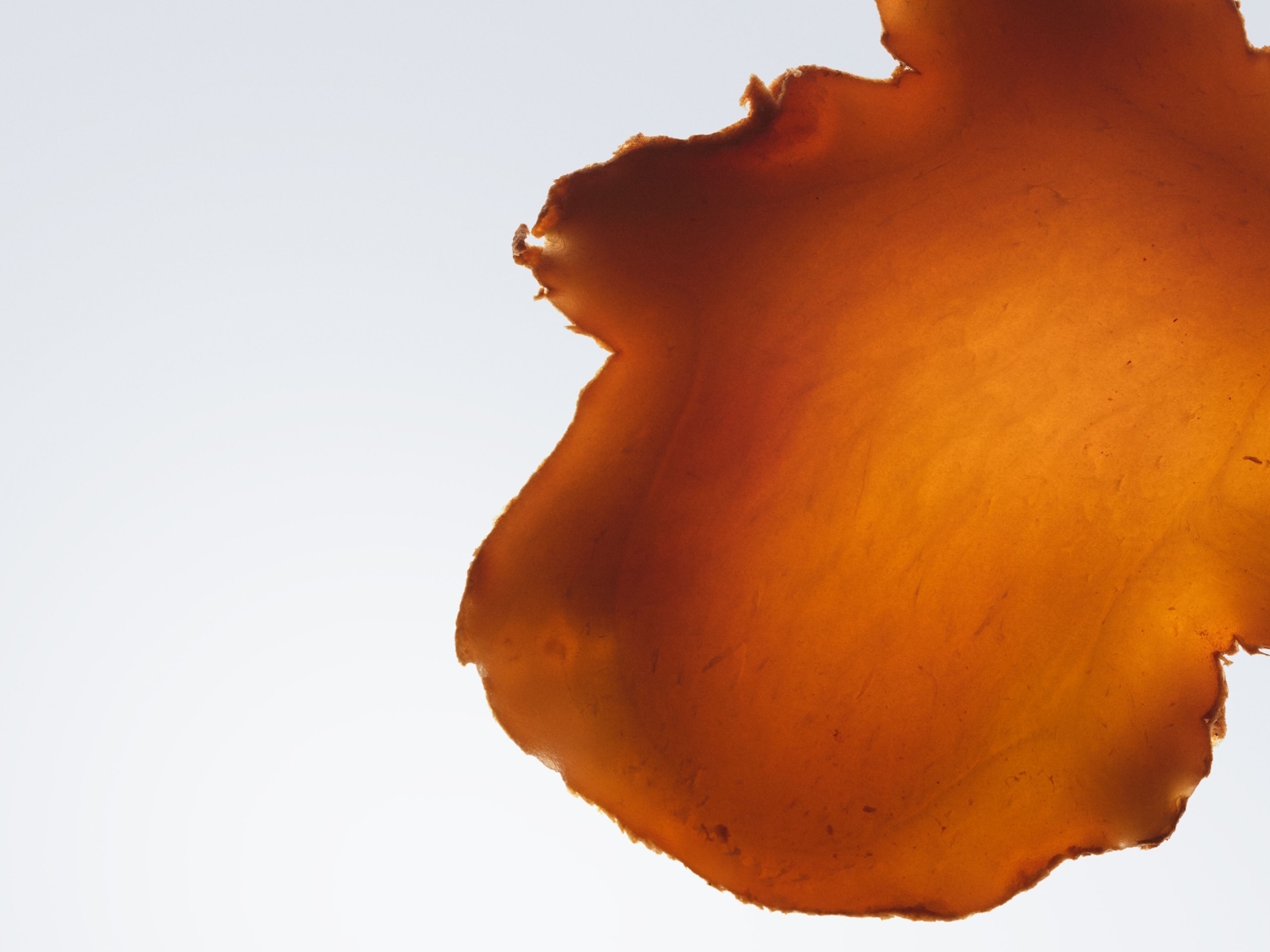 Ein Nahaufnahmebild zeigt ein dünnes, durchscheinendes, orange-braunes Blatt, das an eine getrocknete Fruchtscheibe oder ein botanisches Element erinnert und vor einem hellen, unscharfen Hintergrund schwebt.
