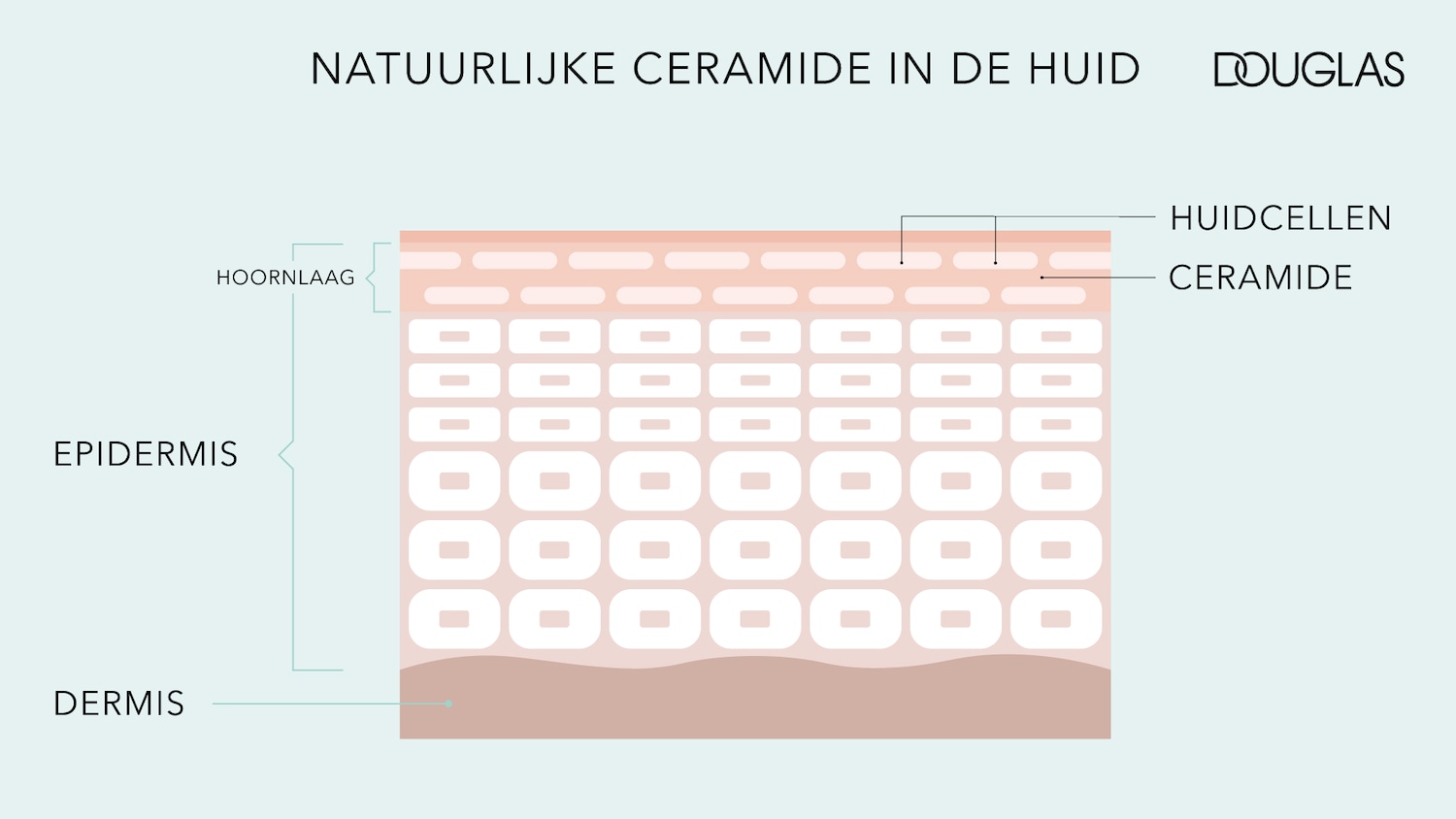 Diagram van de huidlagen, inclusief de hoornlaag, epidermis en dermis, met de natuurlijke ceramide in de huid, gepresenteerd door Douglas.