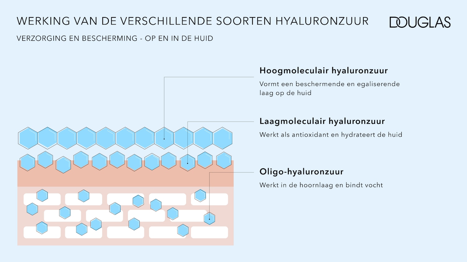 Diagram to show how different types of hyaluronic acid work to protect and care for the skin, including hoogmoleculair, laagmoleculair and oligo-hyaluronzuur.