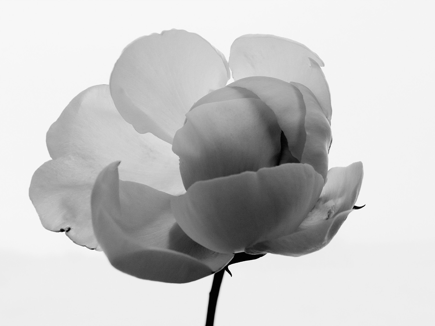 Nahaufnahme einer einzelnen, zarten Blüte mit weichen Blütenblättern in Schwarzweiß, die Eleganz und Reinheit ausstrahlt.