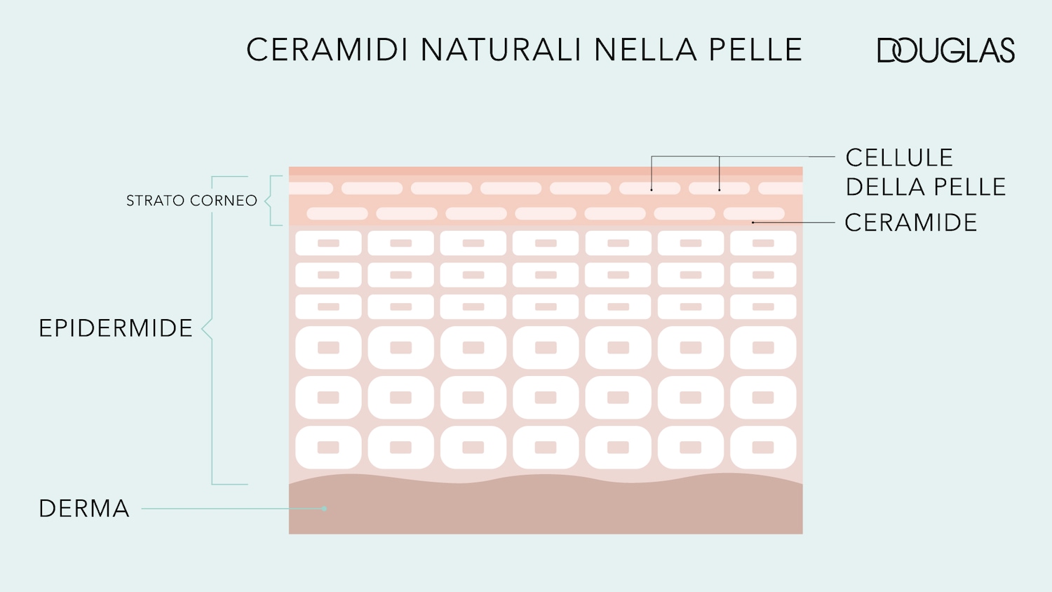 Illustrazione che mostra gli strati della pelle, tra cui lo strato corneo, l'epidermide e il derma, evidenziando il ruolo delle ceramidi naturali nelle cellule della pelle, marchio Douglas.