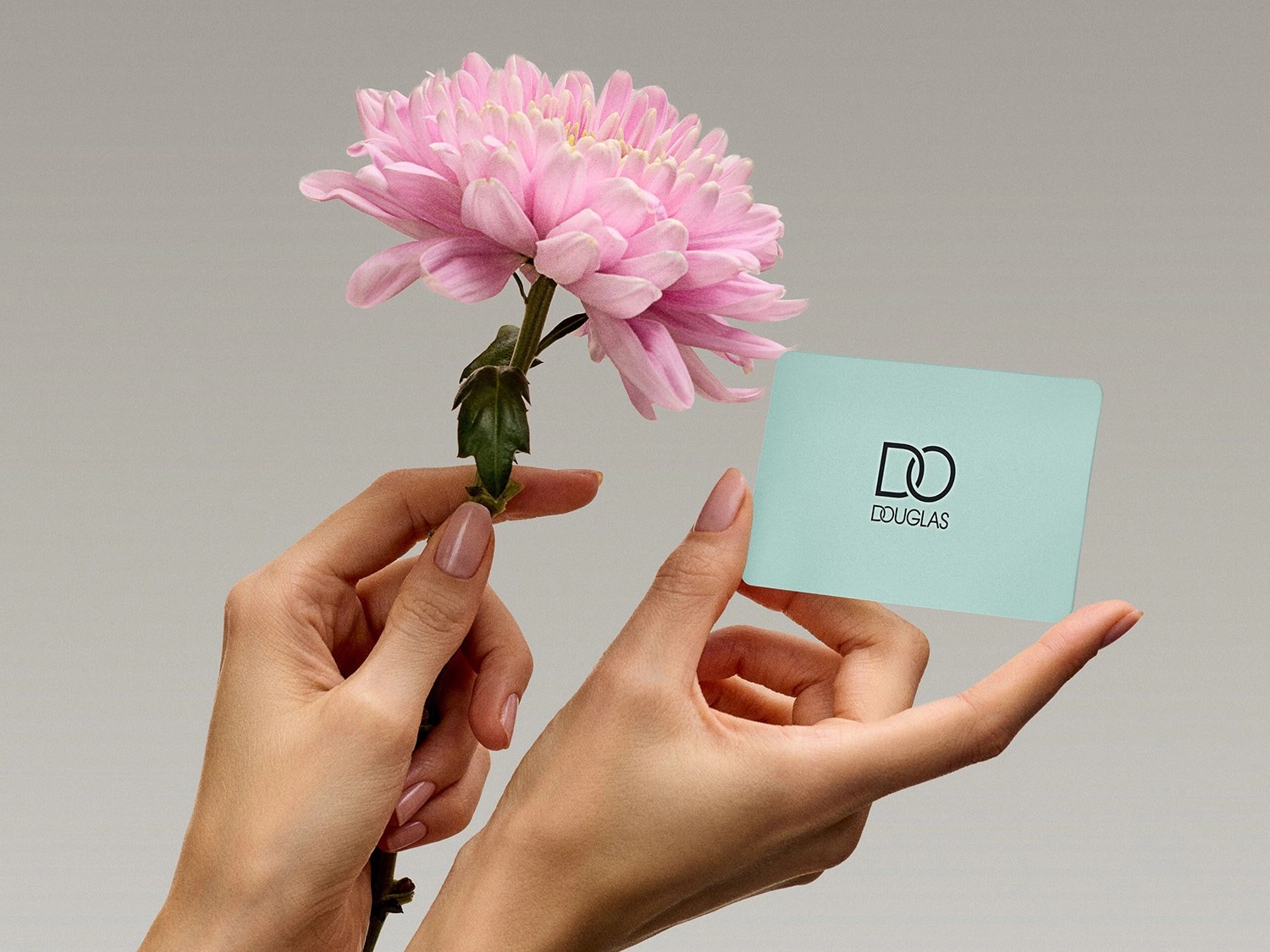 Zarte Hände halten eine rosa Chrysantheme und eine hellblaue Douglas Geschenkkarte mit dem Douglas Logo.