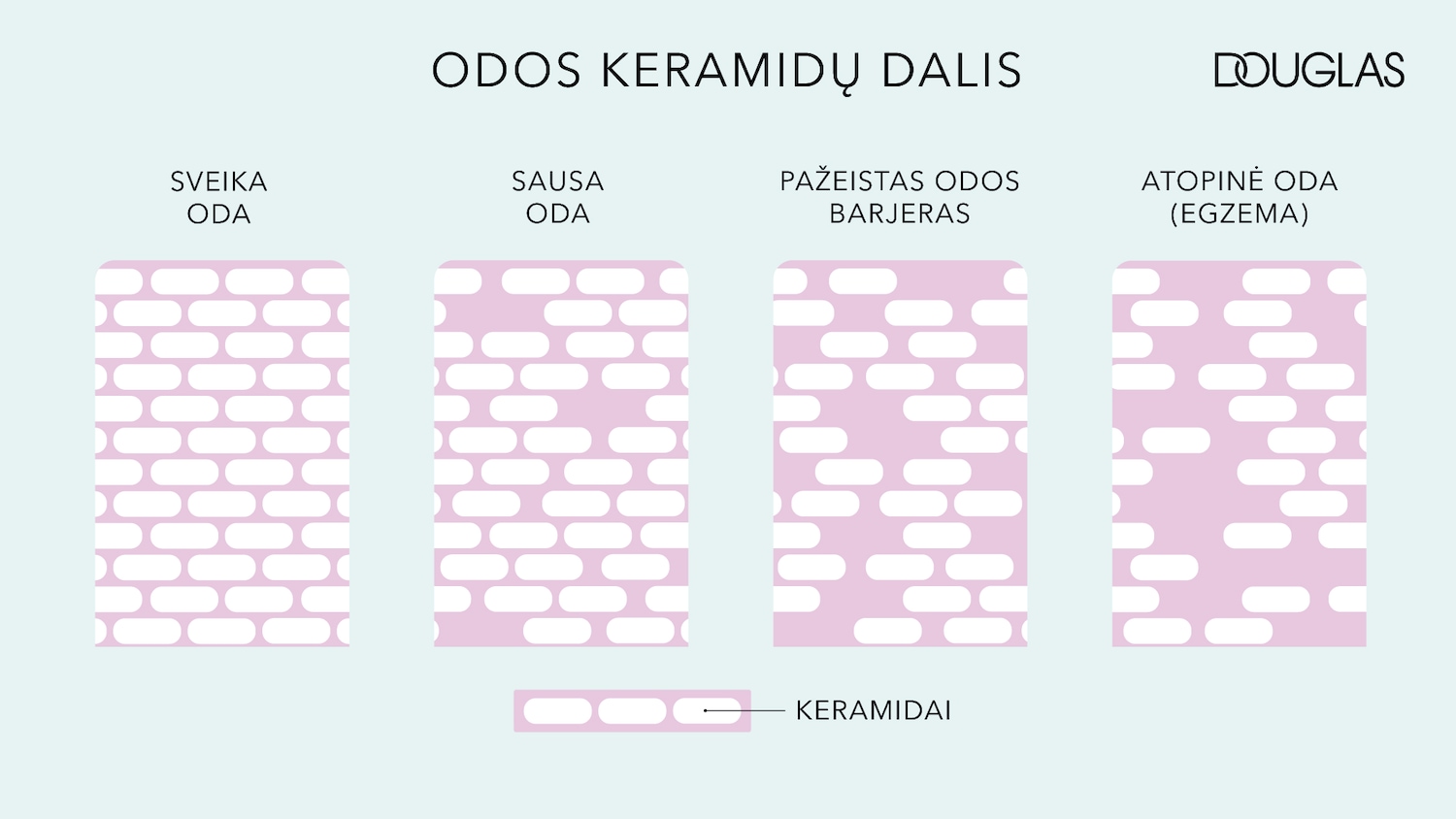 Schematinis odos keramidų dalies vaizdas, iliustruojantis sveiką odą, sausą odą, pažeistą odos barjerą ir atopinę odą (egzemą), su Douglas logotipu viršuje.