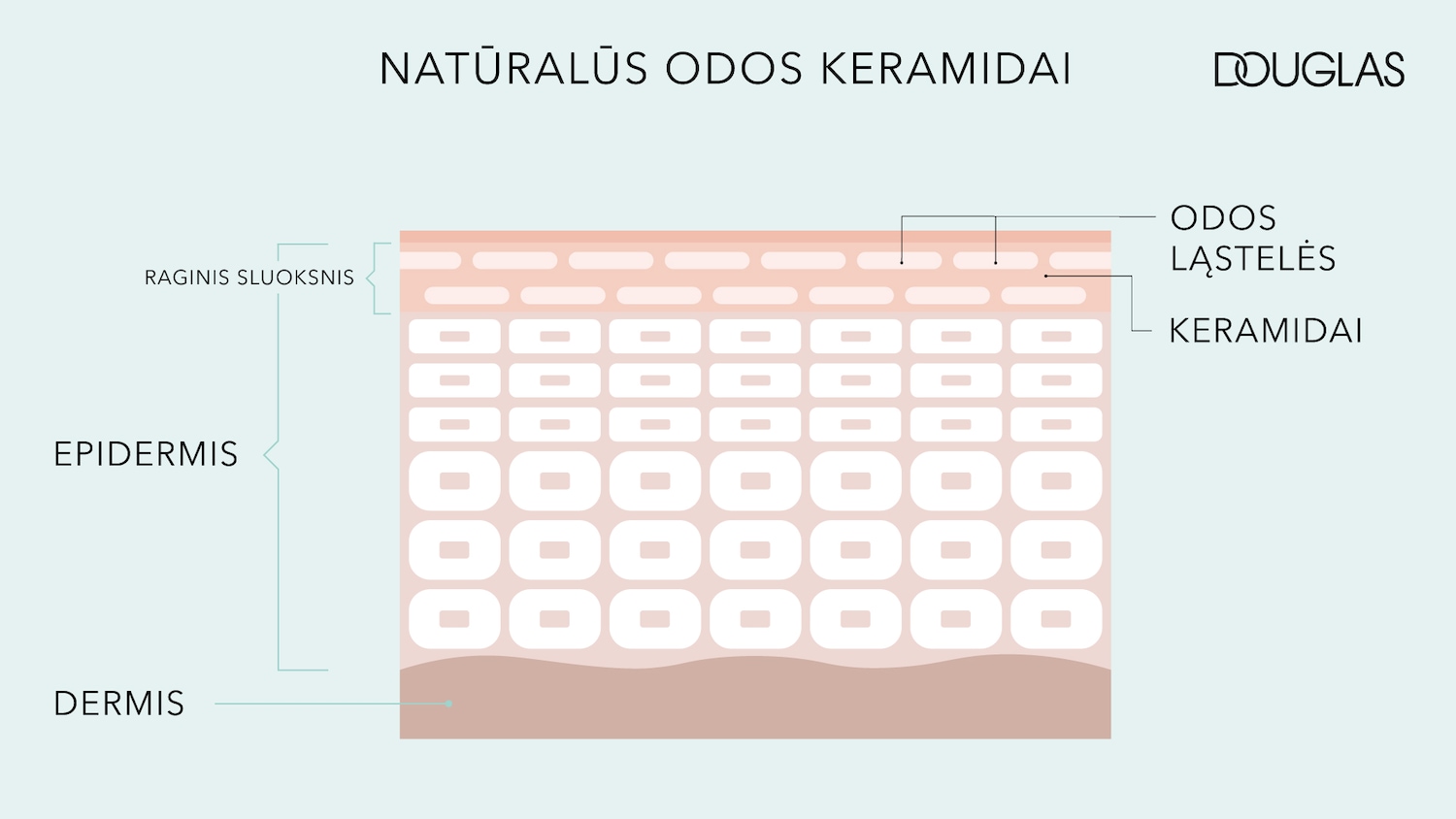 Odos sluoksnių iliustracija, kurioje pavaizduoti raginis sluoksnis, epidermis ir derma, taip pat odos ląstelės ir keramidai.