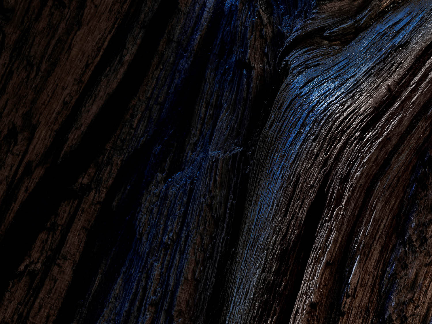 Een close-up van een donkerbruine boomstam met blauwe accenten, die een abstracte en natuurlijke textuur laat zien.