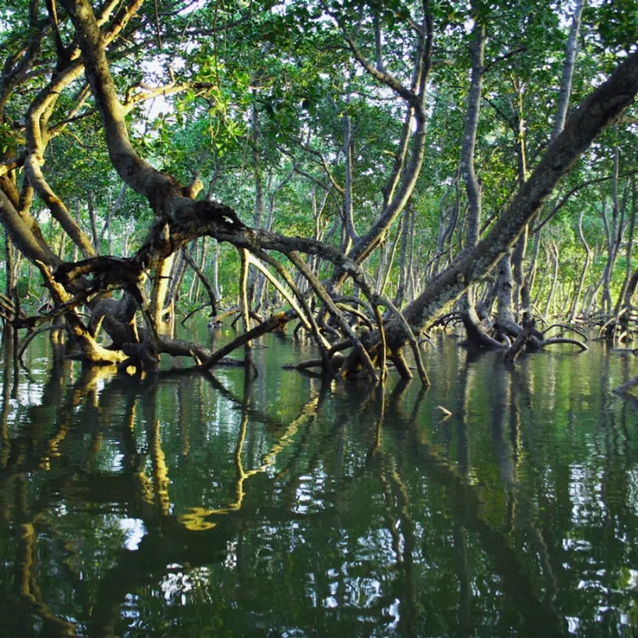 Les arbres de la mangrove se reflètent dans l'eau calme, créant un paysage serein et verdoyant.