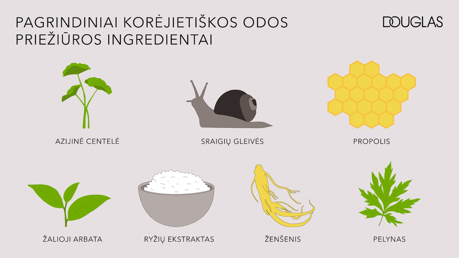 Pagrindiniai Korėjos odos priežiūros ingredientai: Azijinė centelė, sraigių gleivės, propolis, žalioji arbata, ryžių ekstraktas, ženšenis ir pelynas.
