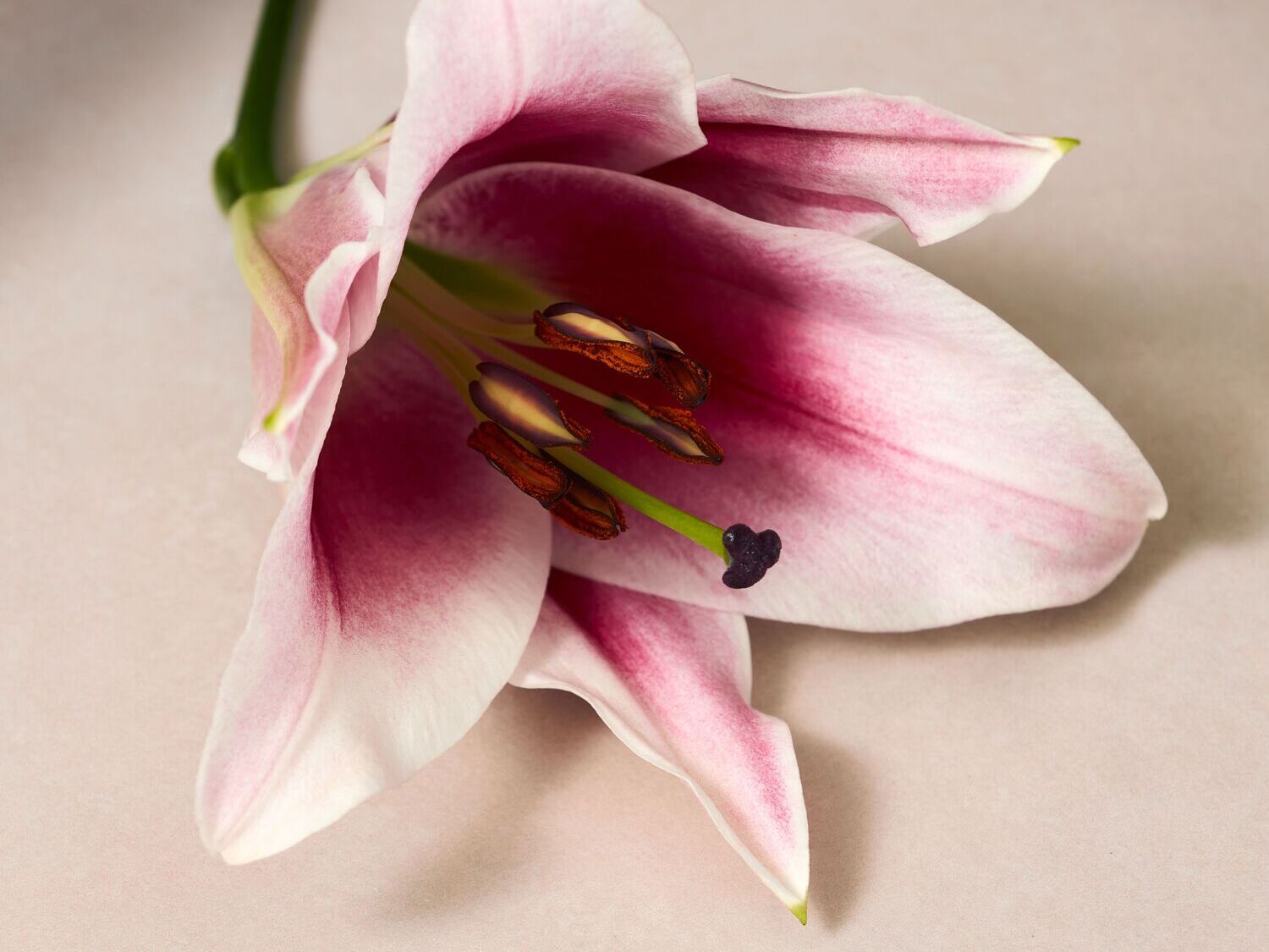 Švelniai rožinis lelijos žiedas su tamsiai rudais kuokeliais ir žaliu stiebeliu ant švelnaus fono.