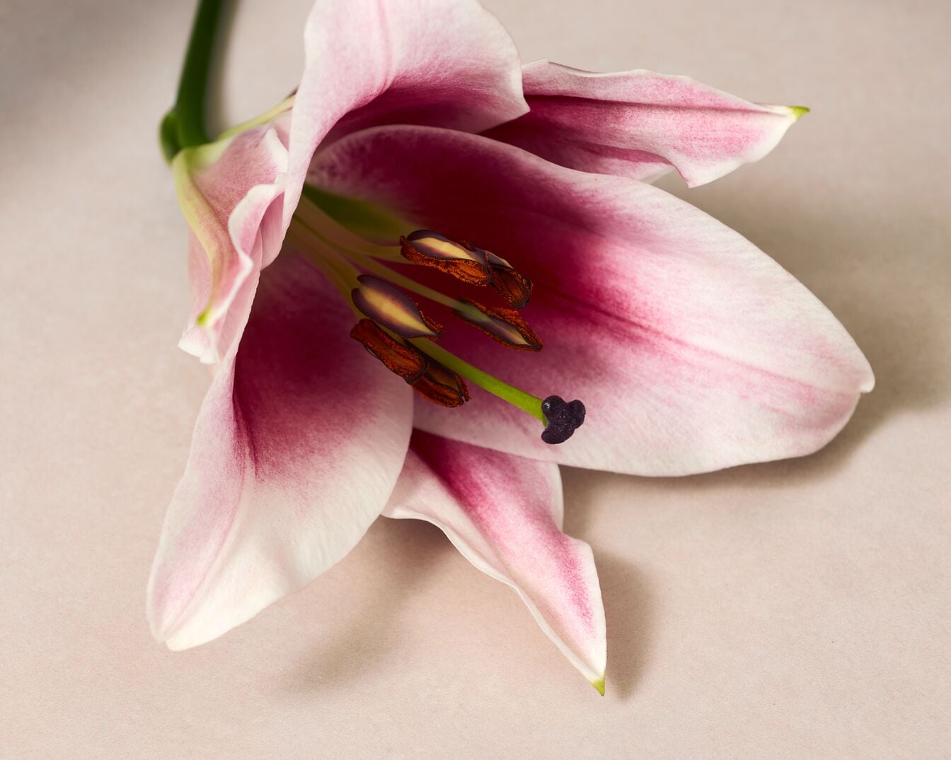 Švelnus rožinis lelijos žiedas su rudais kuokeliais ant šviesaus fono.