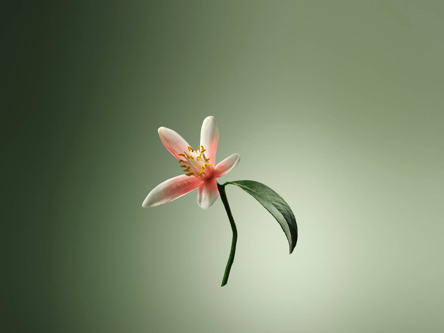 Detailný záber na kvet s bielymi okvetnými lístkami s ružovým nádychom a zeleným listom na zelenom pozadí.