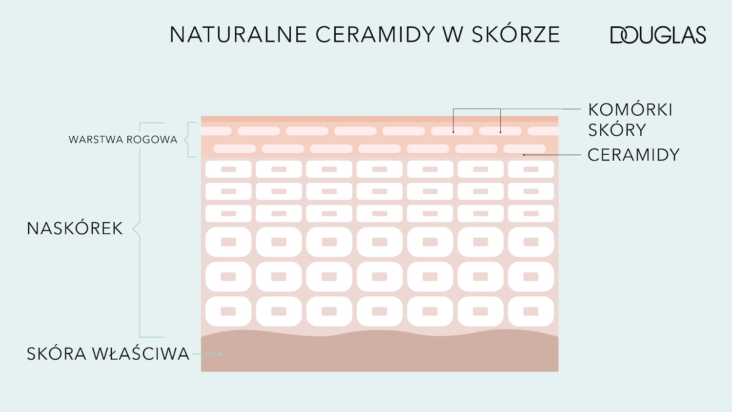 Ilustracja przedstawia warstwy skóry: warstwę rogową, naskórek i skórę właściwą, z podpisami komórek skóry i ceramidów, co podkreśla naturalne ceramidy w skórze.