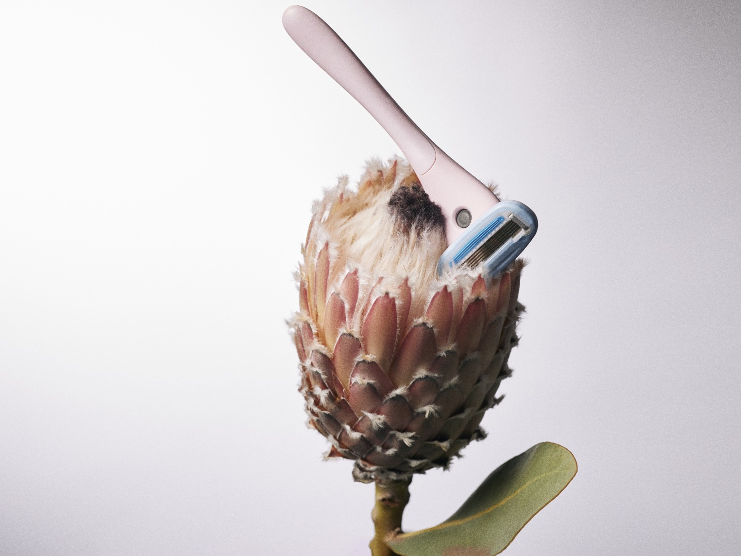 Een roze scheermesje met blauwe accenten rust in een exotische bloem met zachte, pluizige details en een enkele groene blad aan de basis.