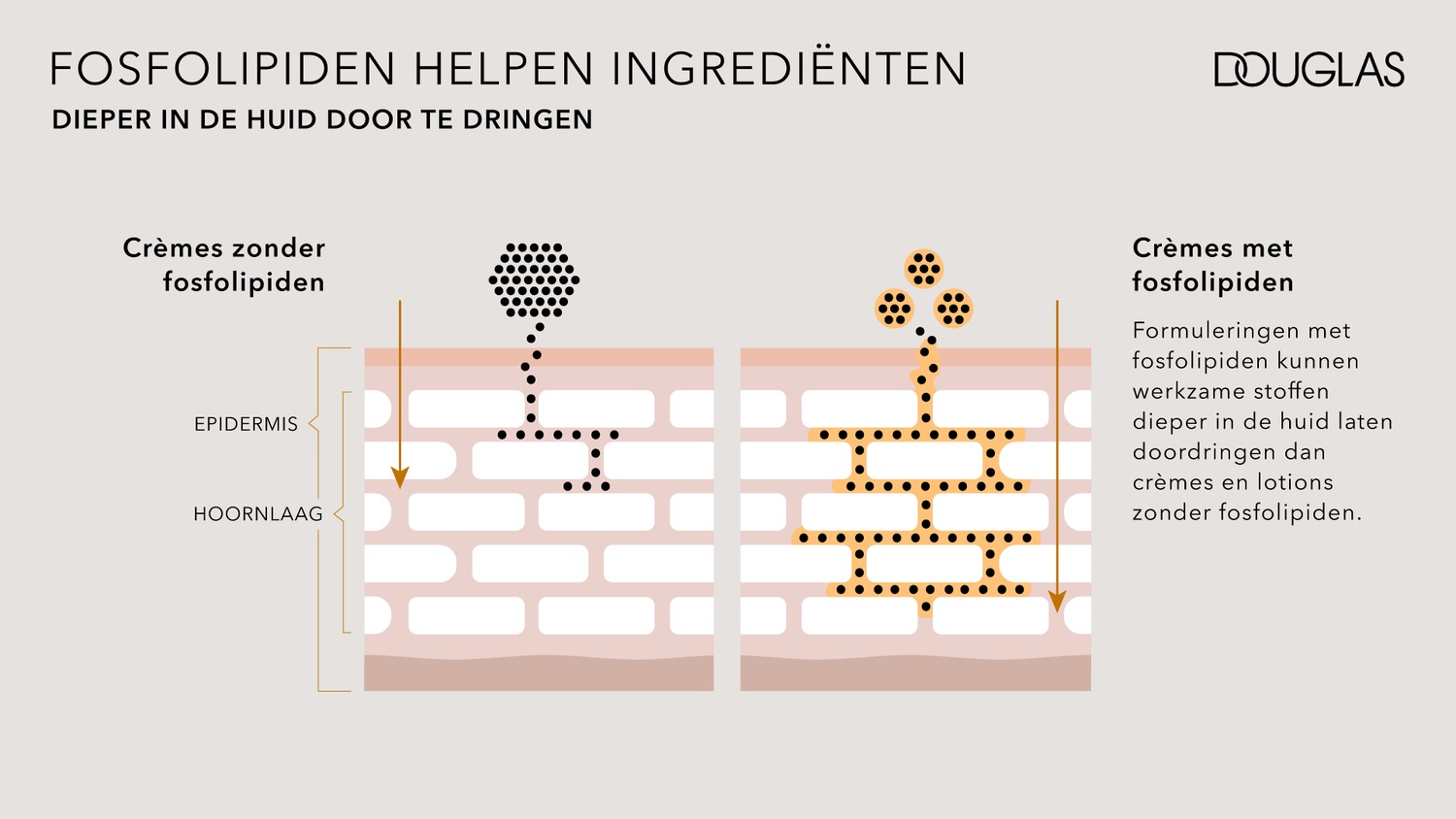 Illustratie die laat zien hoe fosfolipiden helpen ingrediënten dieper in de huid door te dringen, met een vergelijking tussen crèmes met en zonder fosfolipiden.