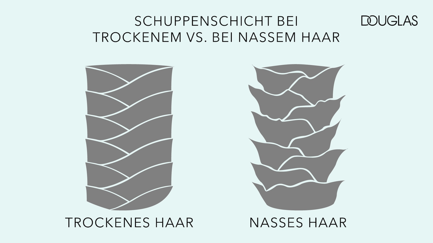 Grafik von Douglas zeigt den Unterschied zwischen der Schuppenschicht bei trockenem und nassem Haar.