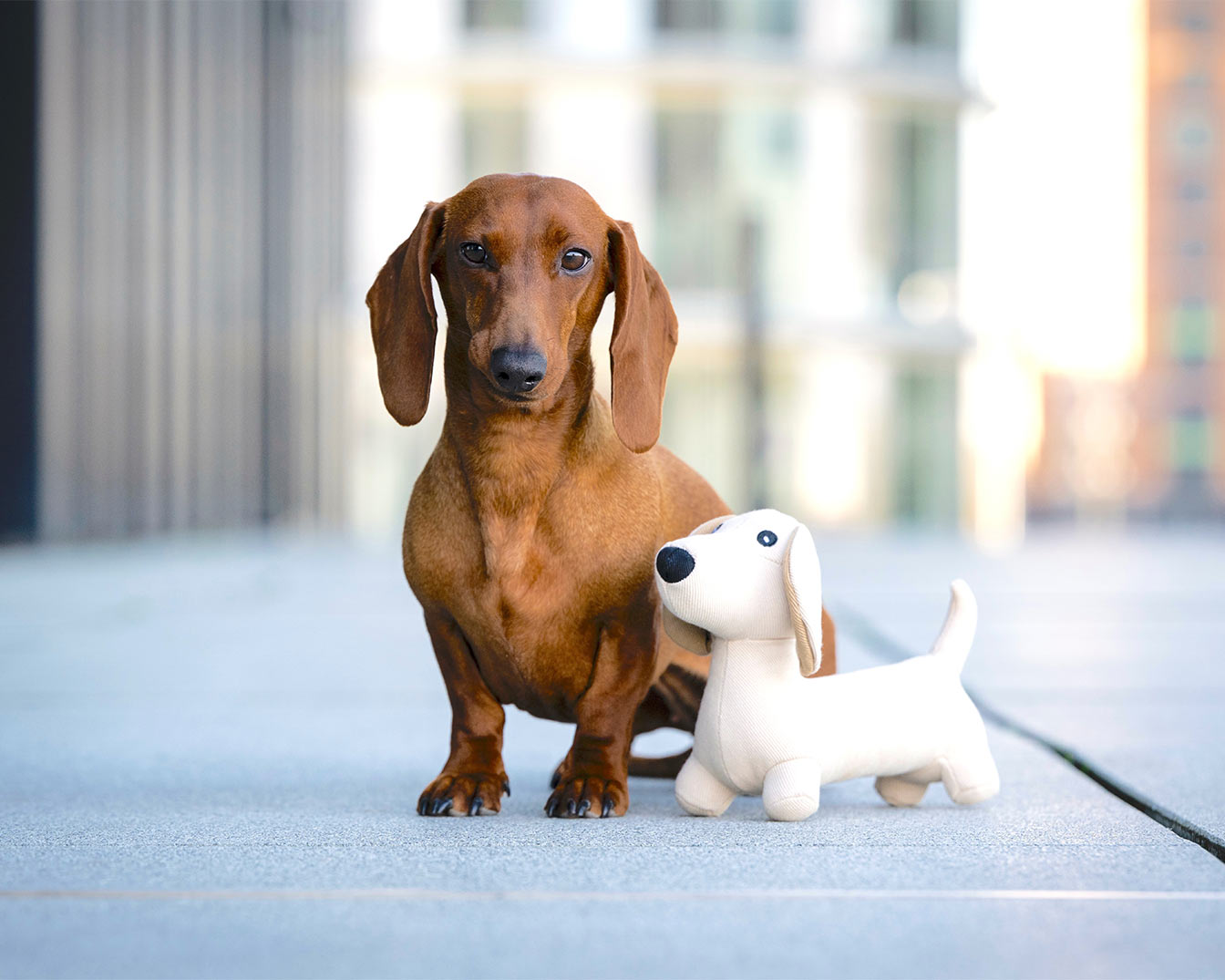 Ein brauner Dackel sitzt neben einem weißen Stofftier-Dackel vor einem Gebäude.