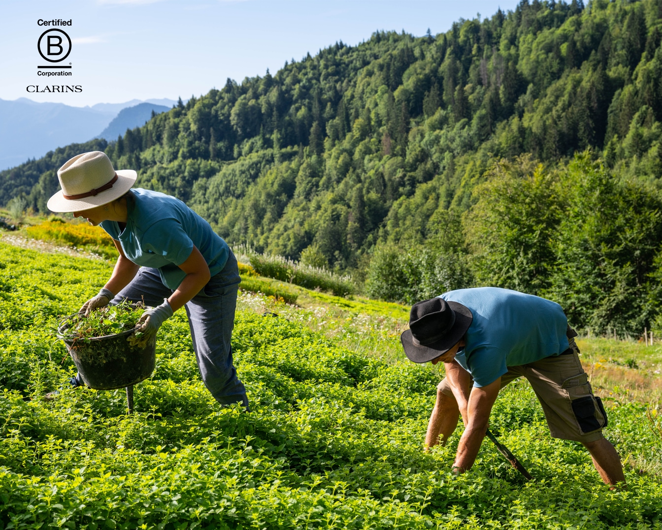 Twee mensen oogsten planten op een veld met een berglandschap op de achtergrond, wat het duurzame karakter van Clarins benadrukt.