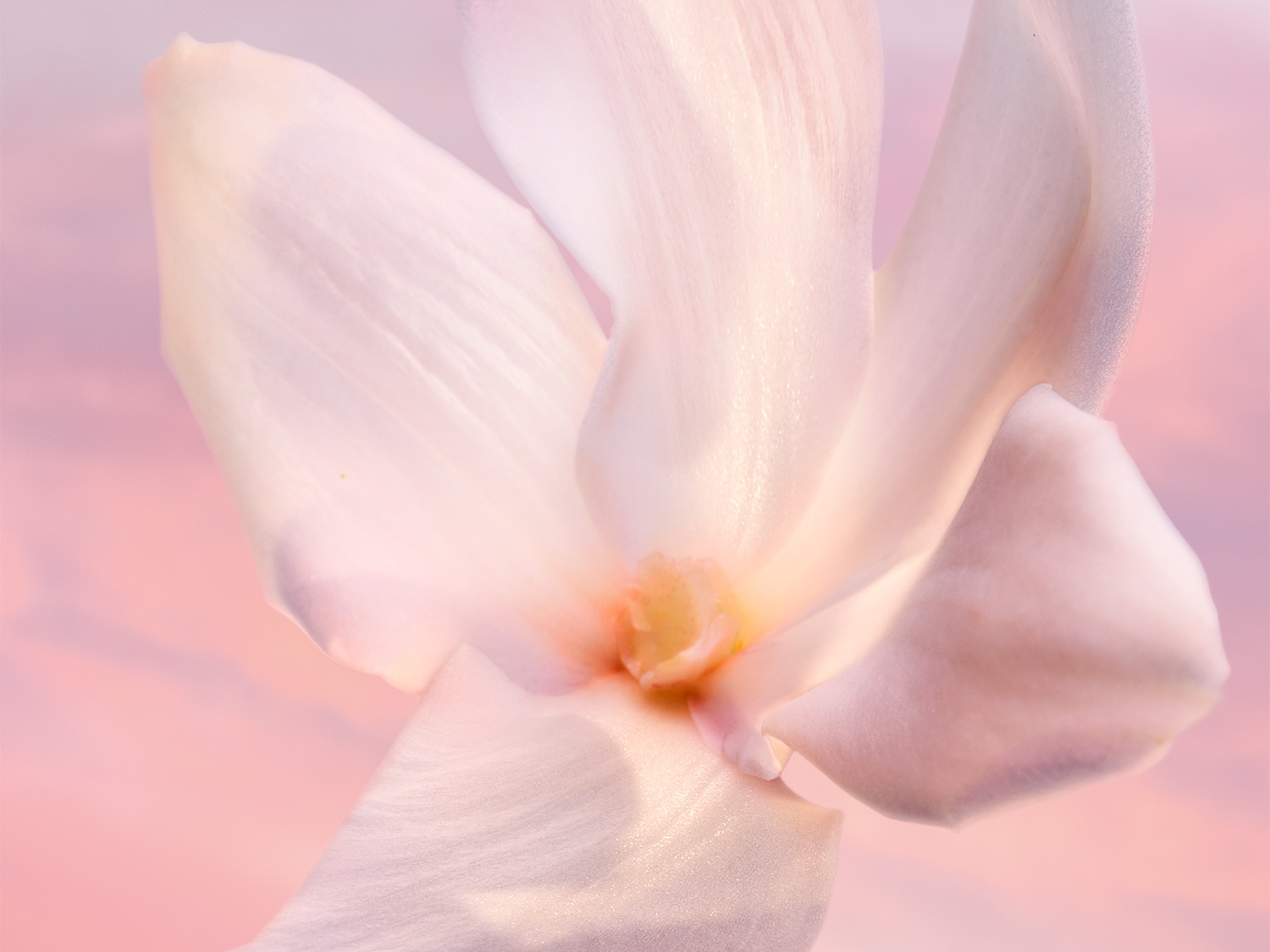 Een close-up van een zachte, witte bloem met een lichtroze achtergrond, die de delicate schoonheid en sereniteit van de natuur vastlegt.