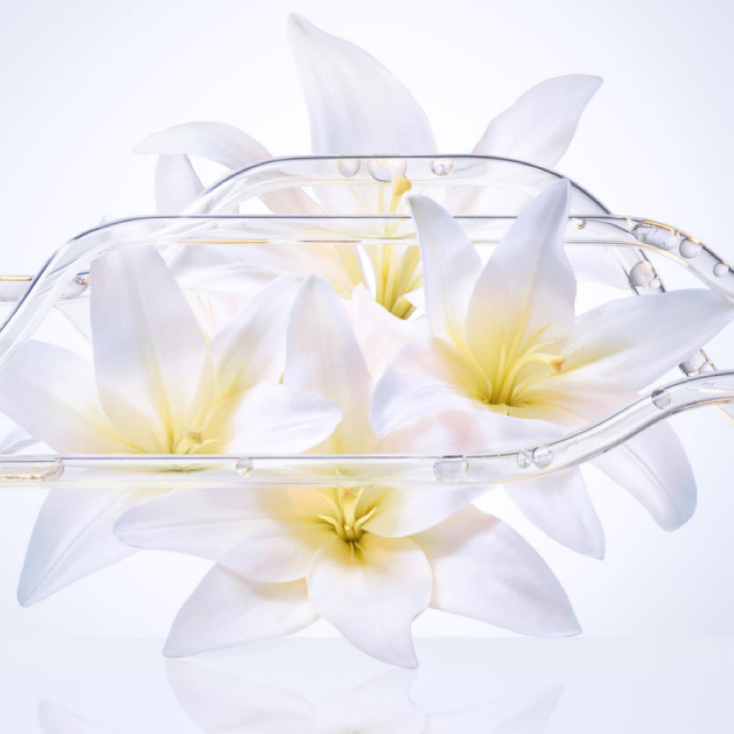 Radiant Lily Extract