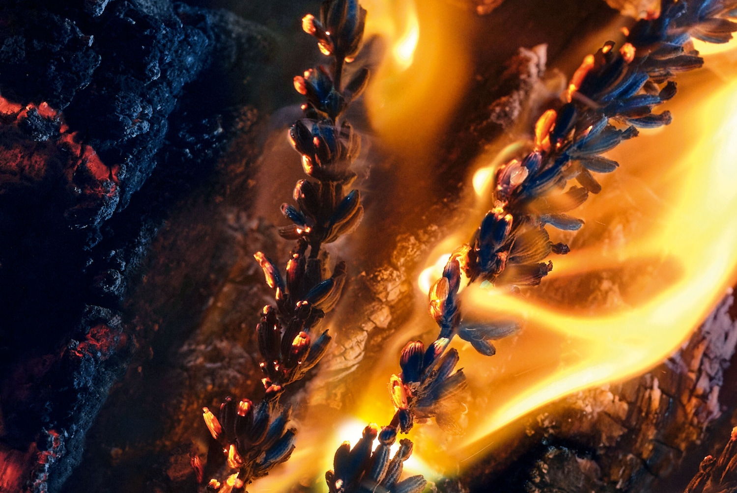 Gros plan sur des brins de lavande séchés en flammes, évoquant un parfum intense et chaleureux.