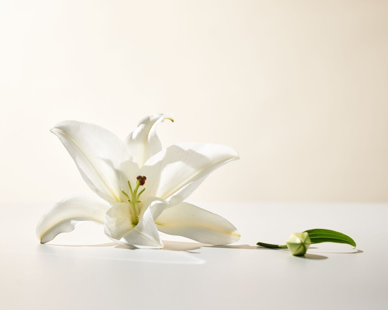 Nahaufnahme einer weißen Lilienblüte mit einem grünen Blütenknopf auf einem hellen Hintergrund, die Reinheit und Frische ausstrahlt.