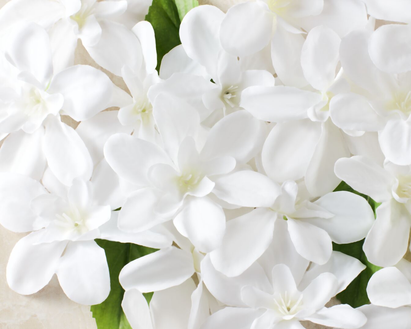 Nahaufnahme von weißen Blütenblättern und grünen Blättern, die ein Gefühl von Reinheit und Frische vermitteln.