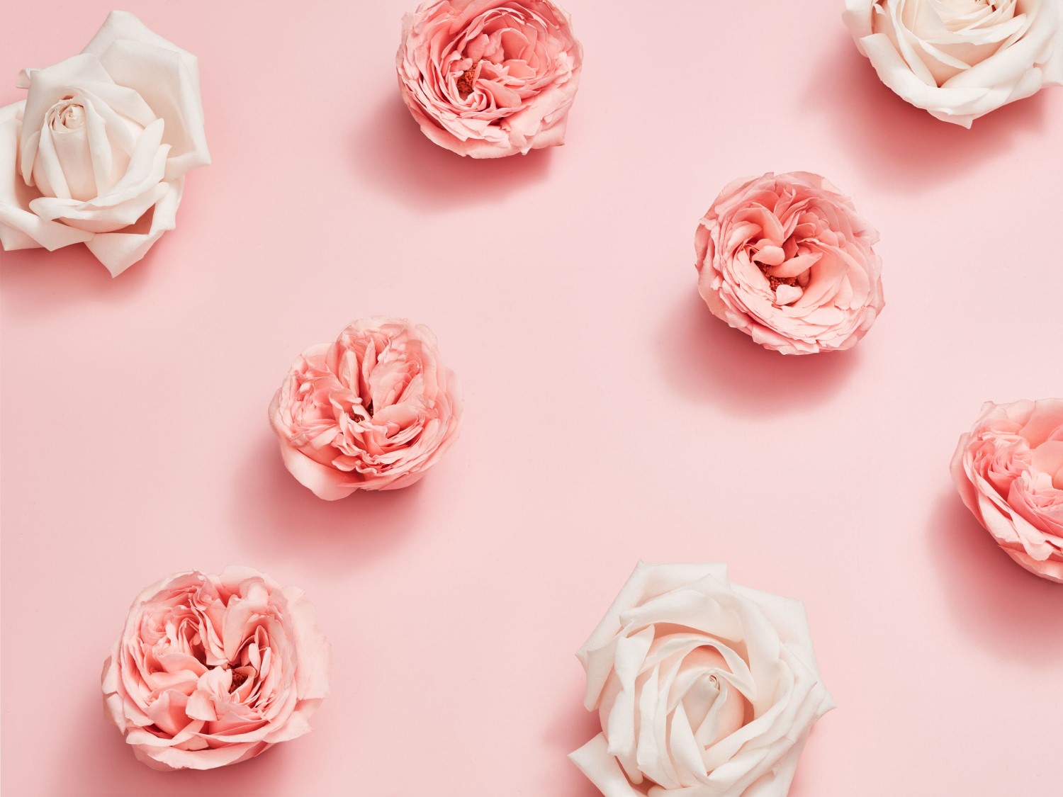 Zarte rosa und weiße Rosenblüten liegen auf einem sanften rosa Hintergrund und versprühen einen Hauch von Eleganz.