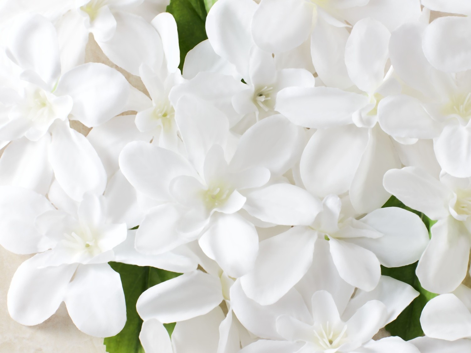 Nahaufnahme von weißen Blütenblättern, die ein elegantes und reines Ambiente vermitteln.