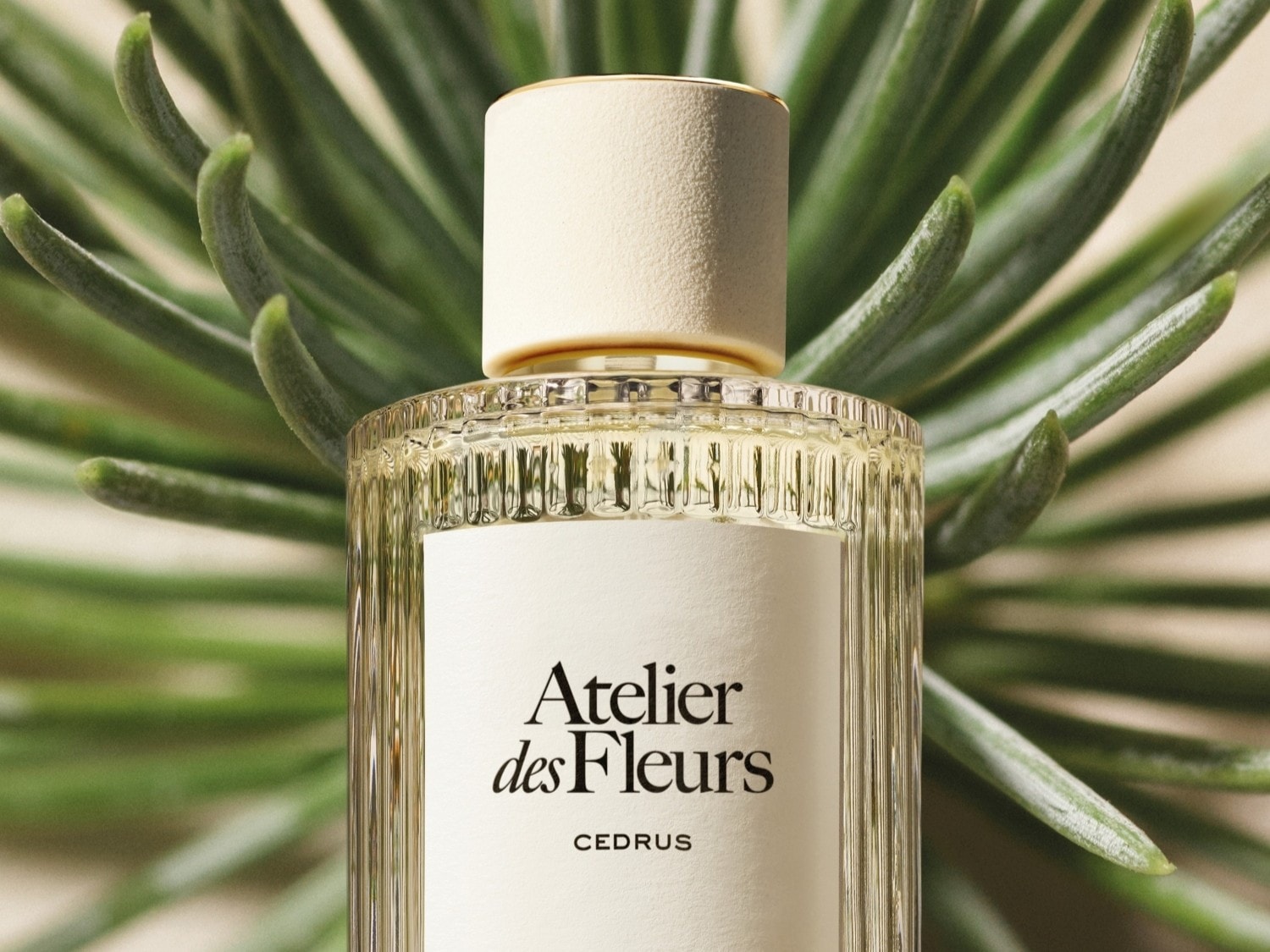 Découvrez le parfum Atelier des Fleurs CEDRUS, présenté dans un flacon transparent élégant avec un bouchon cylindrique ivoire, évoquant la fraîcheur des aiguilles de cèdre.