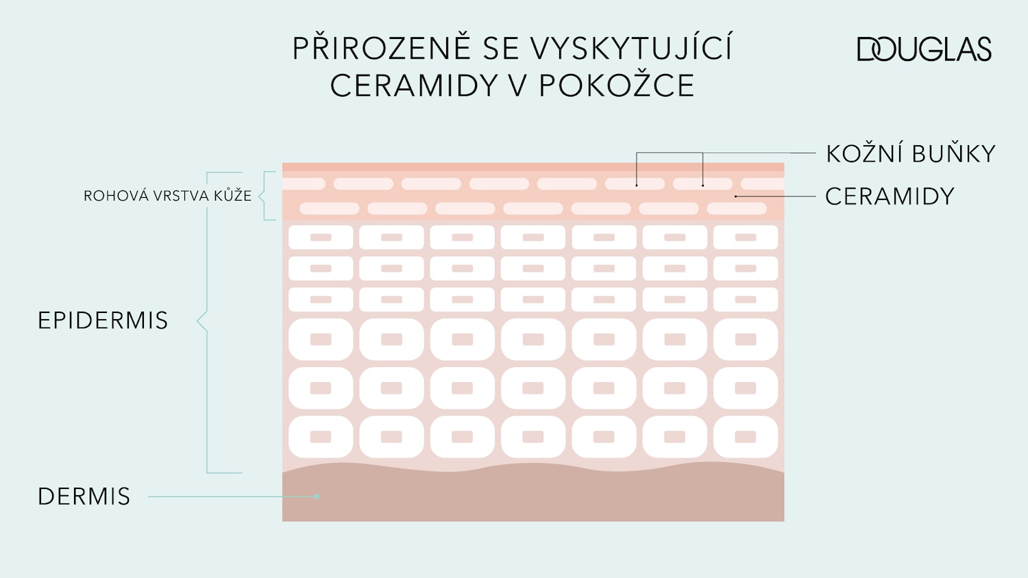 Diagram of skin layers, including epidermis and dermis, highlighting naturally occurring ceramides and skin cells, with Douglas logo.