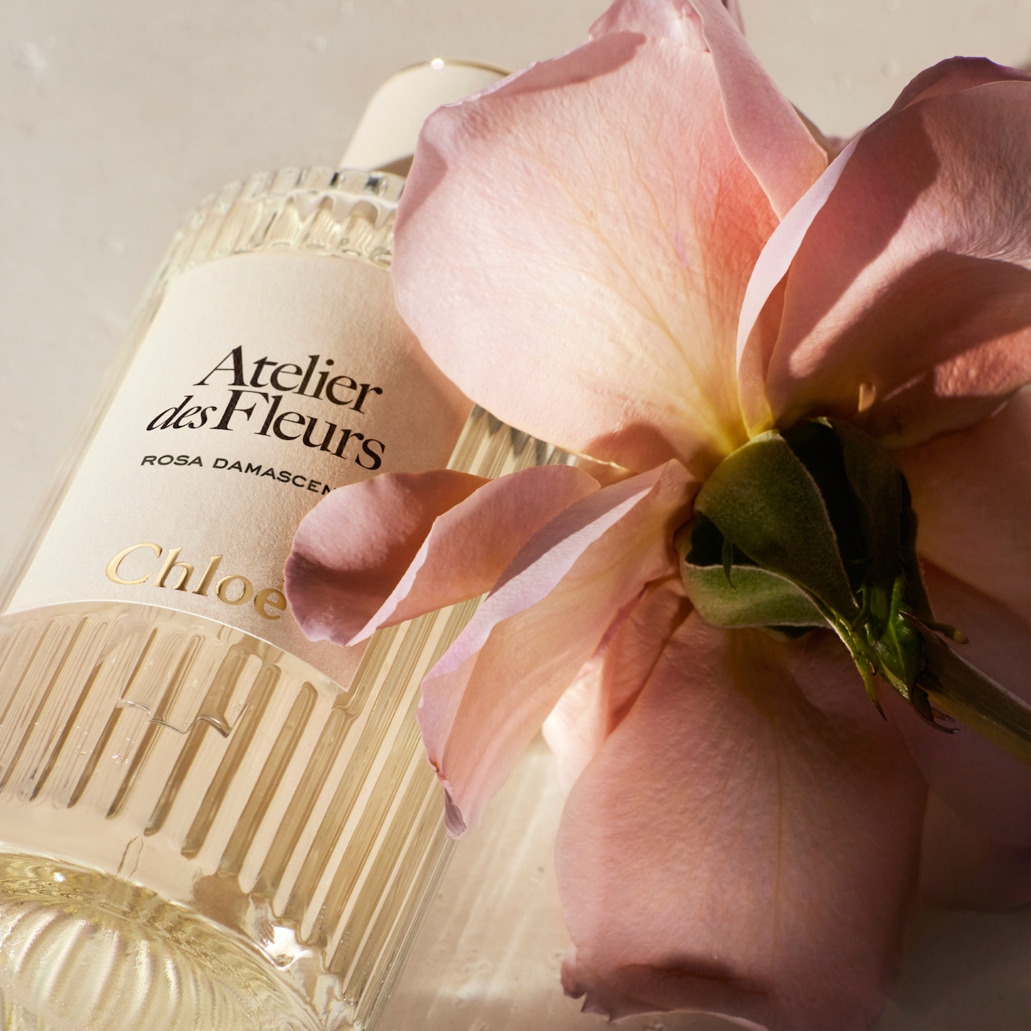 Chloé Atelier des Fleurs Rosa Damascena Eau de parfum ✔️ online