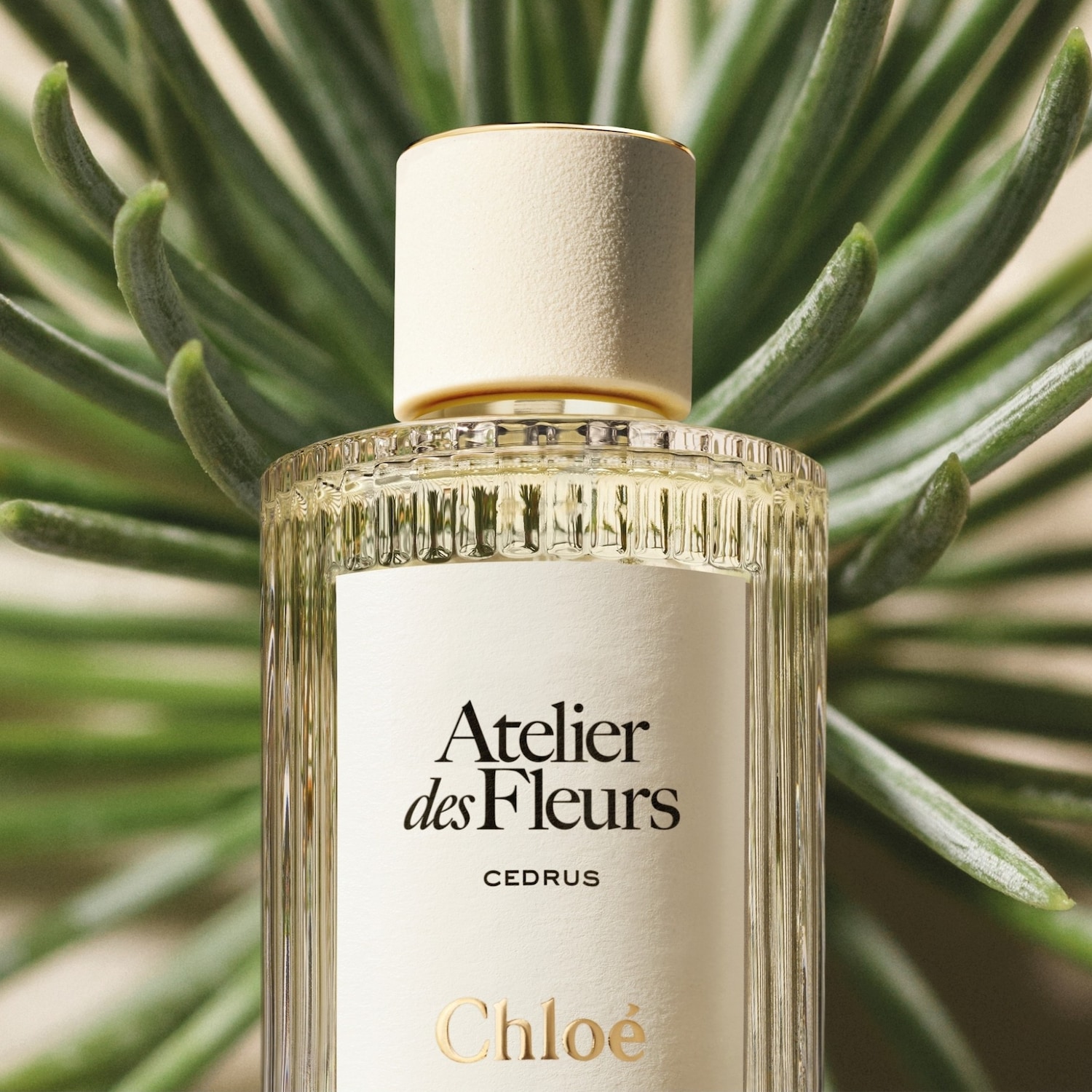 Chloé Atelier des Fleurs Cedrus Eau de parfum ➽ Acheter en ligne