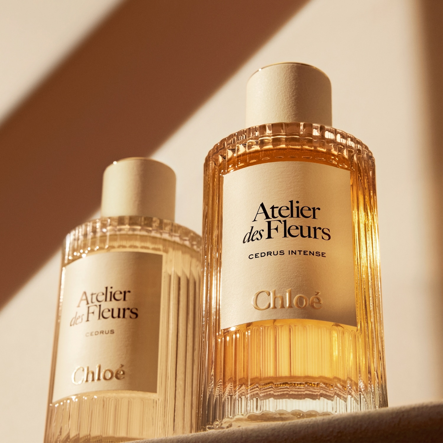 Chloé Atelier des Fleurs Cedrus Intense Eau de parfum ✔️ online