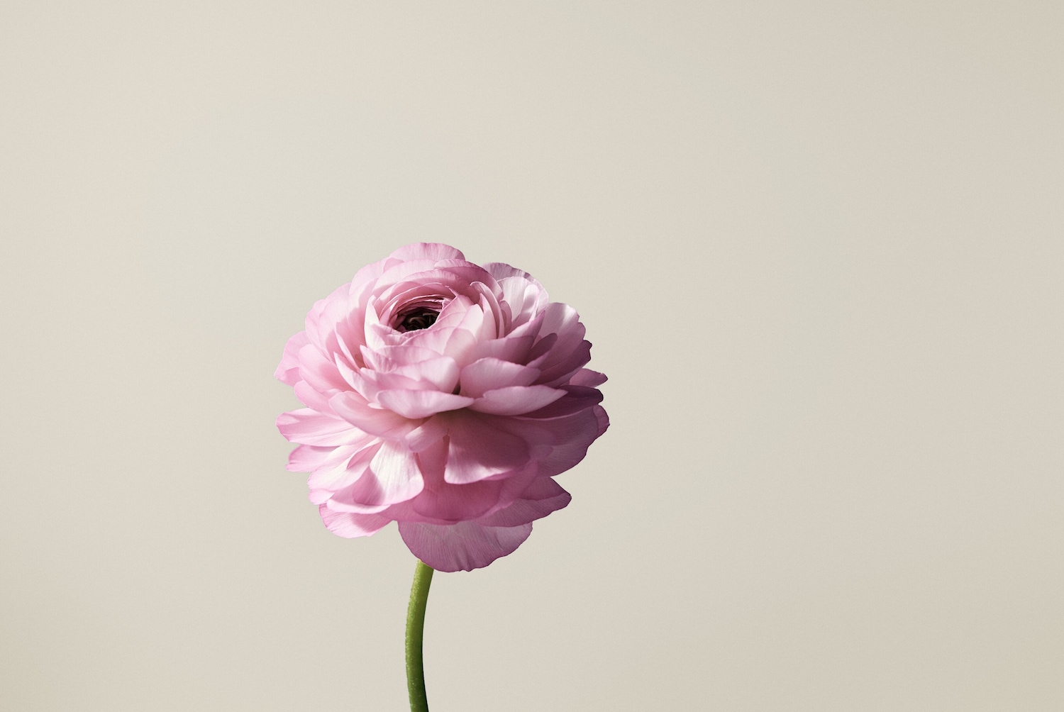 Eine einzelne, zarte, rosa Ranunkelblüte mit einem grünen Stiel vor einem sanften, hellen Hintergrund.