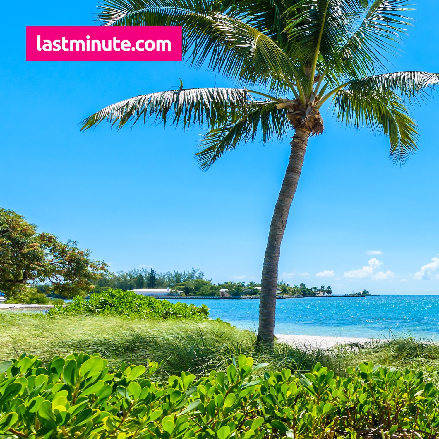 Ein tropischer Strand mit einem hohen, schlanken Baum, der sich vor einem strahlend blauen Himmel und dem ruhigen, türkisfarbenen Meer erhebt, daneben der Schriftzug lastminute.com.