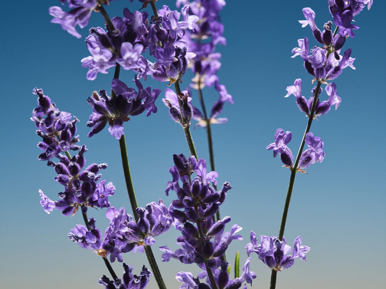 Paarse lavendelbloemen staan in volle bloei tegen een helderblauwe lucht, waardoor een rustgevend en natuurlijk tafereel ontstaat.