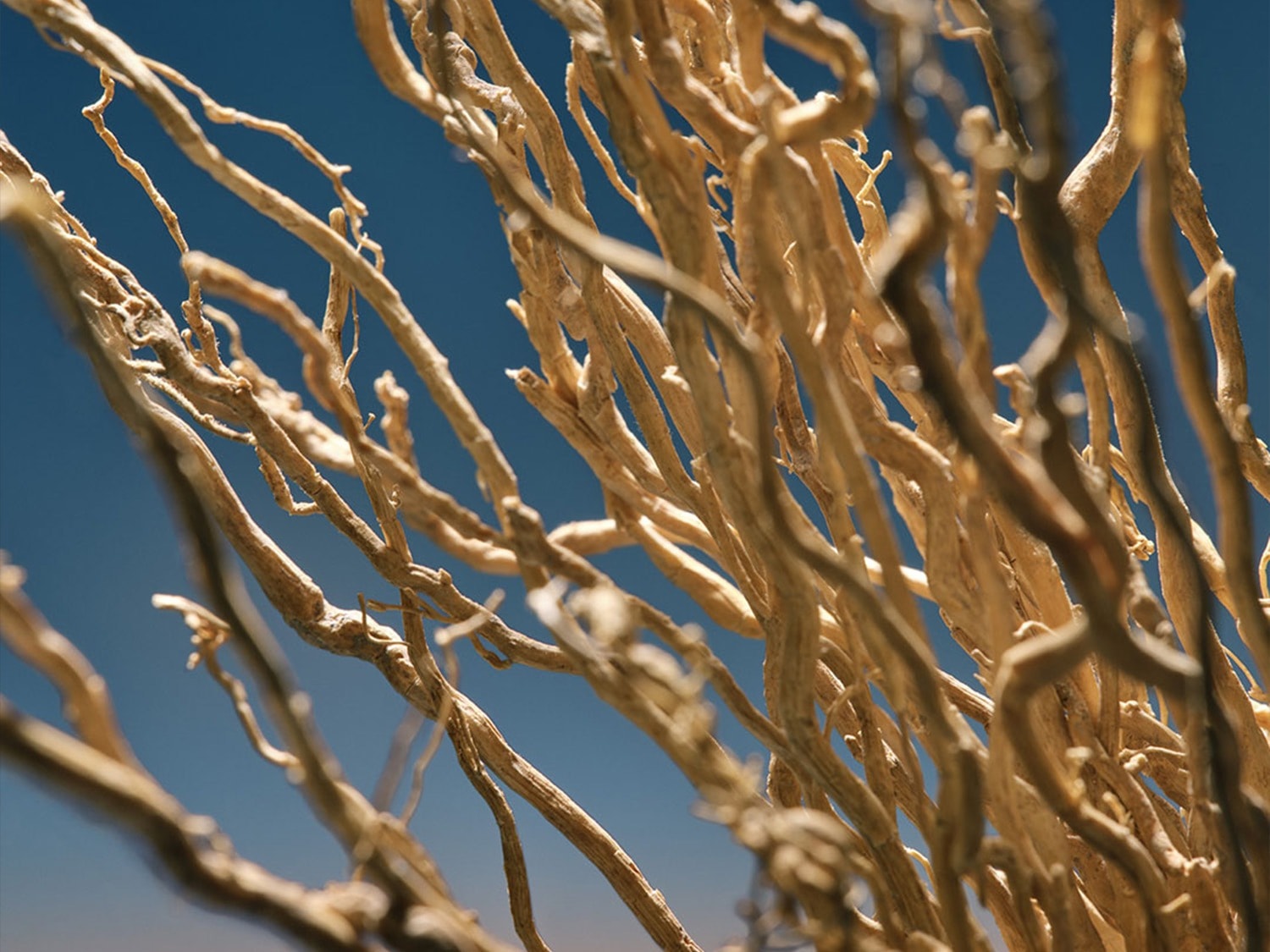 Een close-up van droge takken tegen een helderblauwe lucht, die een natuurlijk en abstract patroon vormen.