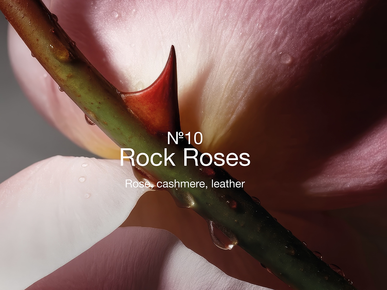Gros plan sur une tige de rose avec des épines rouges et des gouttes d'eau, entourée de pétales roses, évoquant le parfum N°10 Rock Roses, un mélange de rose, de cachemire et de cuir.