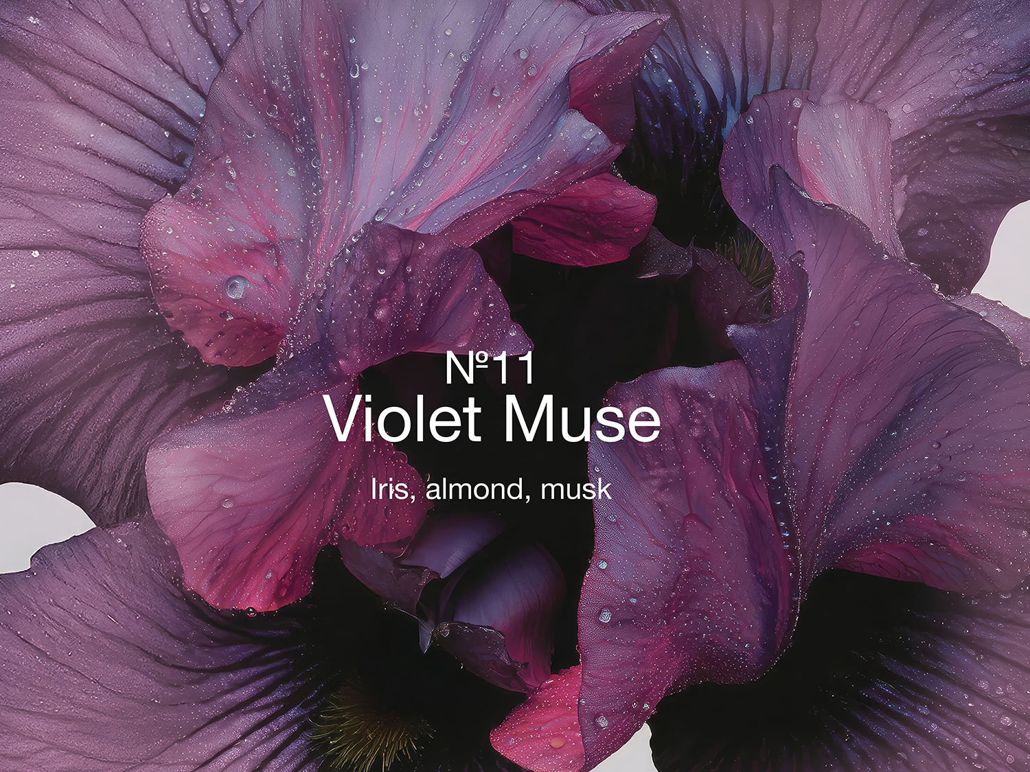 Gros plan sur une fleur violette luxuriante, ornée de gouttelettes d'eau scintillantes, avec l'inscription « N°11 Violet Muse, Iris, amande, musc ».