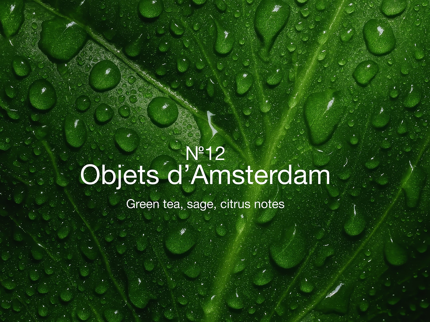 Gouttes d'eau sur une feuille verte luxuriante, évoquant la fraîcheur de No.12 Objets d'Amsterdam, avec des notes de thé vert, de sauge et d'agrumes.