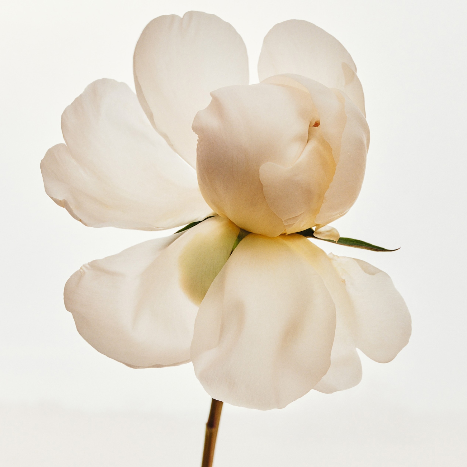 Découvrez la beauté délicate d'une fleur blanche épanouie, ses pétales doux capturant la lumière dans une élégance pure.