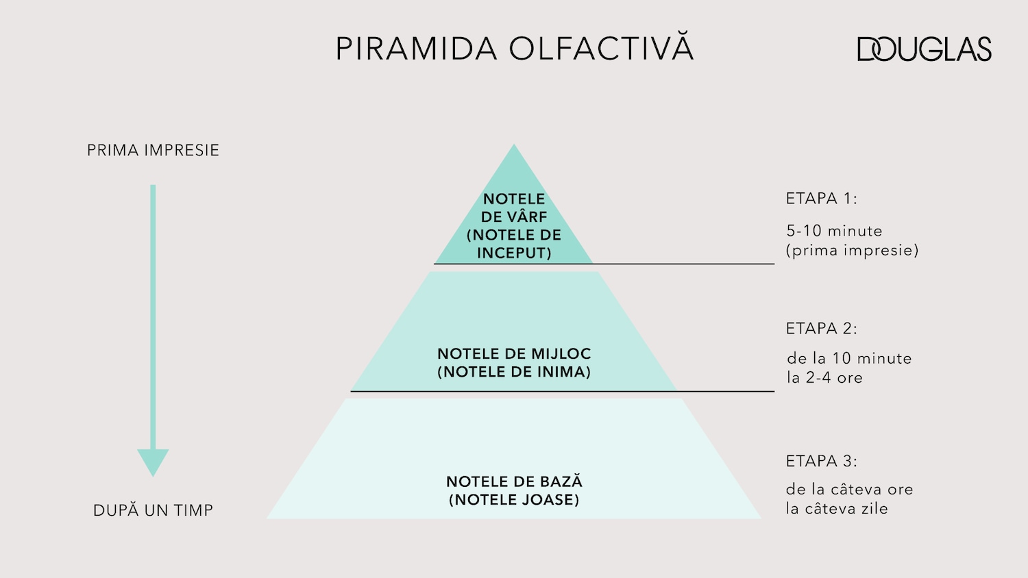 Piramida olfactivă Douglas ilustrează structura parfumului în trei etape: notele de vârf (prima impresie), notele de mijloc (inima parfumului) și notele de bază (persistente).