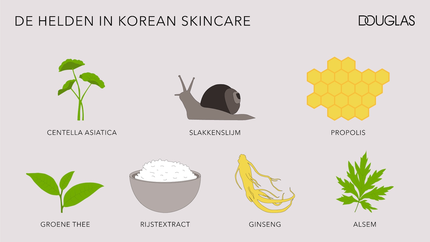 Ontdek de helden van Koreaanse huidverzorging met ingrediënten zoals Centella Asiatica, slakkenslijm, propolis, groene thee, rijstextract, ginseng en alsem.