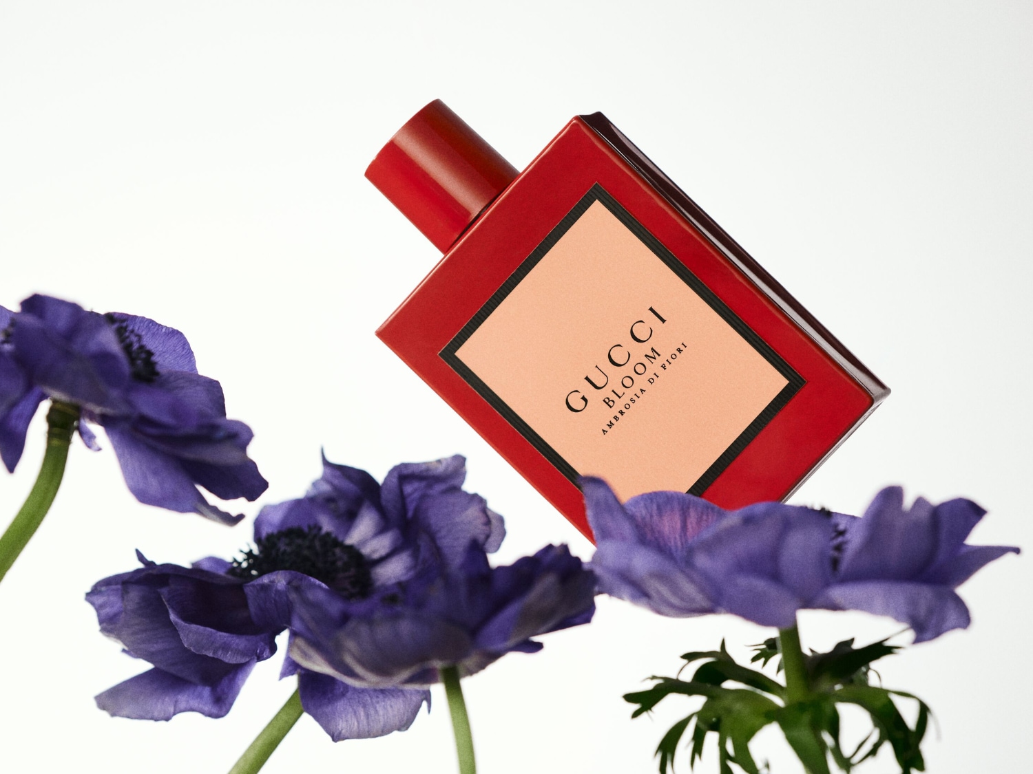 Czerwony flakon perfum Gucci Bloom Ambrosia di Fiori z brzoskwiniową etykietą i czarnym napisem, otoczony fioletowymi kwiatami, unosi się na białym tle.