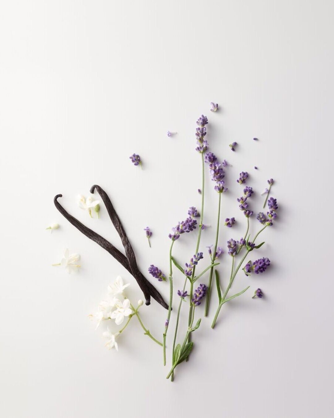 Deux gousses de vanille foncées sont posées à côté de brins de lavande violette et de petites fleurs blanches, le tout sur un fond blanc.