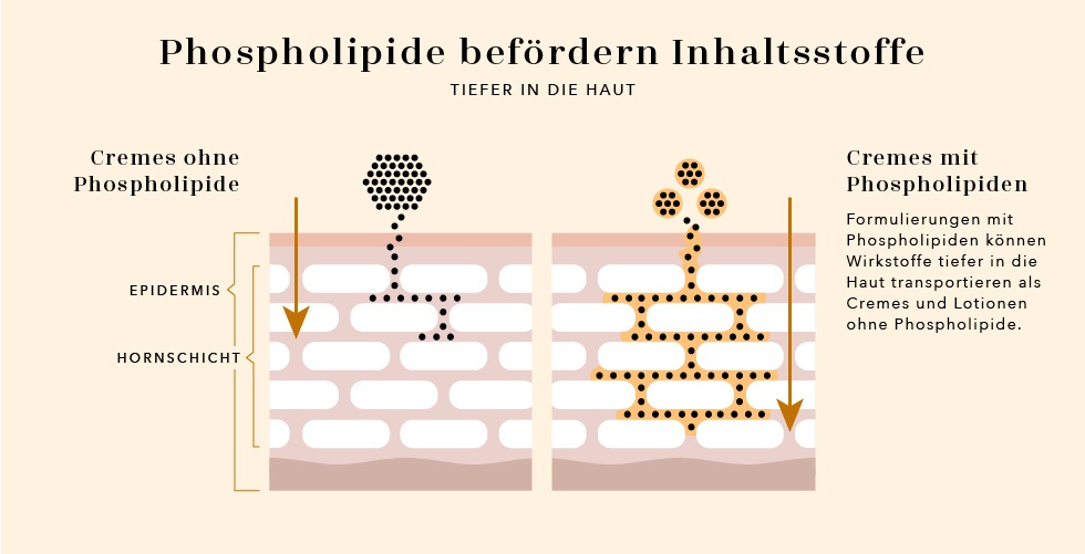 Phospholipide DOUGLAS