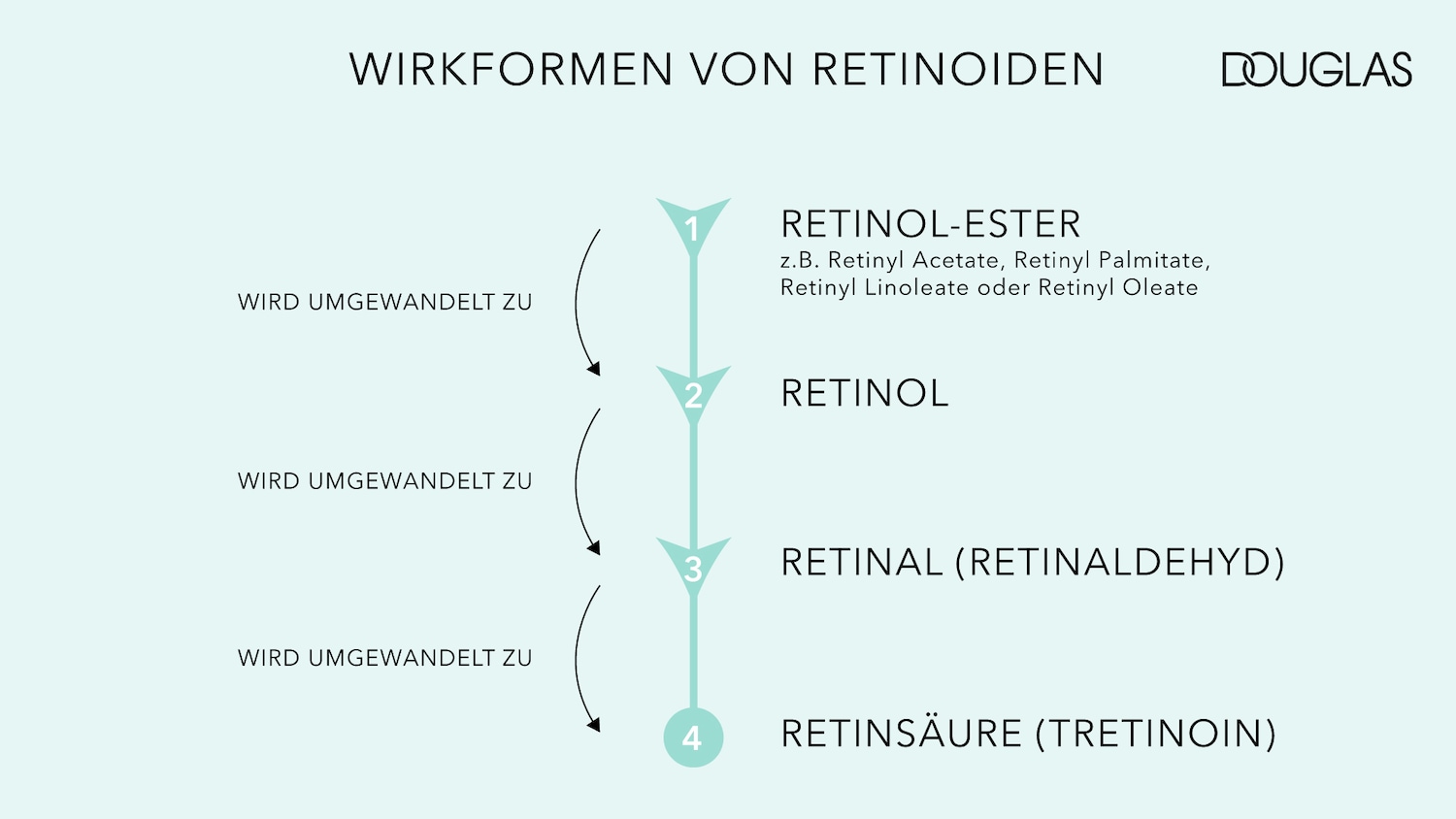 Das Douglas-Diagramm zeigt die Wirkformen von Retinoiden, beginnend mit Retinol-Ester, der zu Retinol, Retinal und schließlich zu Retinsäure umgewandelt wird.